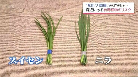 ニラとスイセン見分けられる？　誤食による食中毒　死亡例も…身近に潜む有毒植物の罠　|　MRTニュース ｜ ＭＲＴ宮崎放送