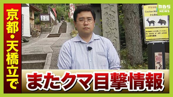 京都の日本三景・天橋立でまた…相次ぐクマの目撃情報　山に出たクマには猟銃撃てるが…市街地・観光地では難しい？「年間約300万人」観光の客足への影響は【中継】　|　MBSニュース | 関西の最新ニュースを分かりやすく。