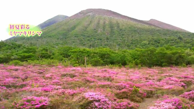 初夏を彩る霧島連山「ミヤマキリシマ」 登山道で今が見ごろ【亀ちゃんのかごしま撮った!】|TBS NEWS DIG