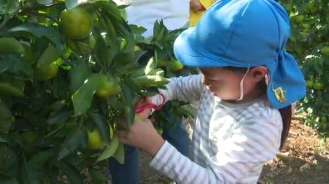 観光ミカン園がオープン 園児がミカン狩り　つみたてを味わう   愛媛・宇和島市|TBS NEWS DIG
