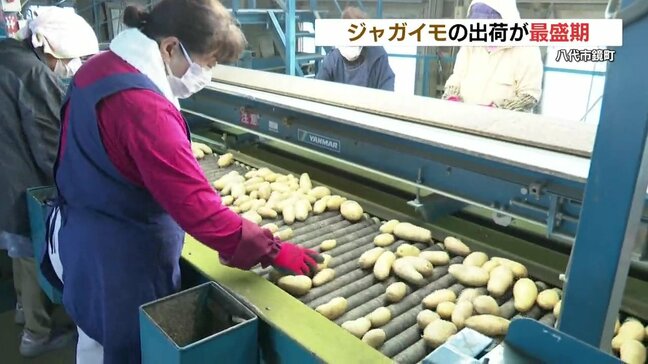 ジャガイモ「愛ポテトきたしんち」の出荷最盛期 い草に代わる特産に 熊本県八代市|TBS NEWS DIG