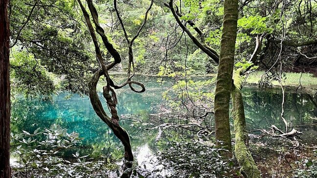 【涼】猛暑も忘れる、すずしく神秘的な風景が広がる「丸池様」(山形)|TBS NEWS DIG