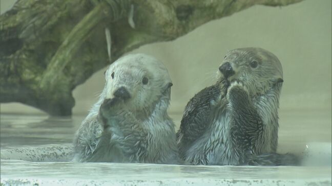 ラッコの24時間ライブ配信“カスハラ”対応で飼育員にモザイク処理  三重の鳥羽水族館  不適切な言動や問い合わせから従業員守るため|TBS NEWS DIG