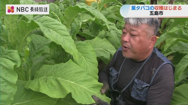 葉タバコの収穫はじまる 長崎県五島市|TBS NEWS DIG