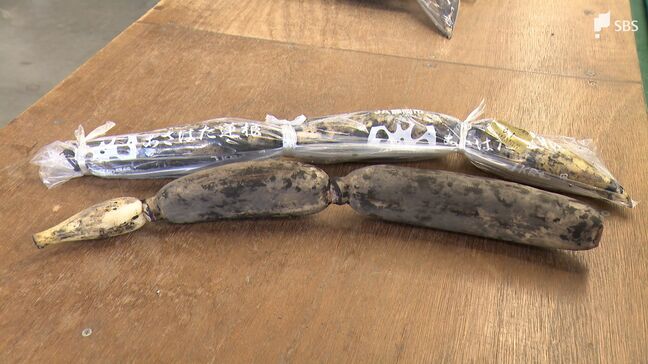 徳川家康が愛した「あさはた蓮根」が今シーズン初出荷 シャキシャキ食感と強い粘り気が特徴=静岡|TBS NEWS DIG