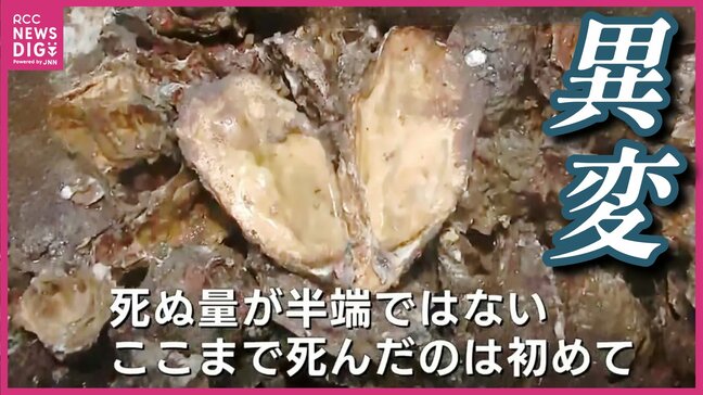 生産量日本一の広島カキが大量死　原因は海水の「高水温」と「高塩分」か　広島県「事態は深刻」|TBS NEWS DIG