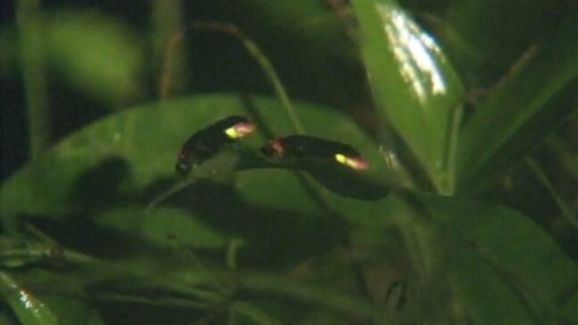成虫の命はわずか10日…大洲の新谷小で「ホタル」の出前授業。県の天然記念物・矢落川のゲンジボタルは6月中旬まで見頃|TBS NEWS DIG