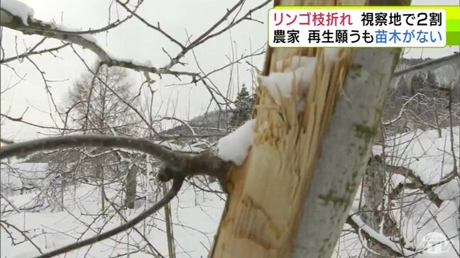 「苗木が無ければ再生ができない」記録的な大雪でリンゴ園では全体の約2割が枝折れや幹割れの被害　町は生産意欲落とさないよう助成へ「しっかり経営が成り立つような対応を」　青森県|TBS NEWS DIG