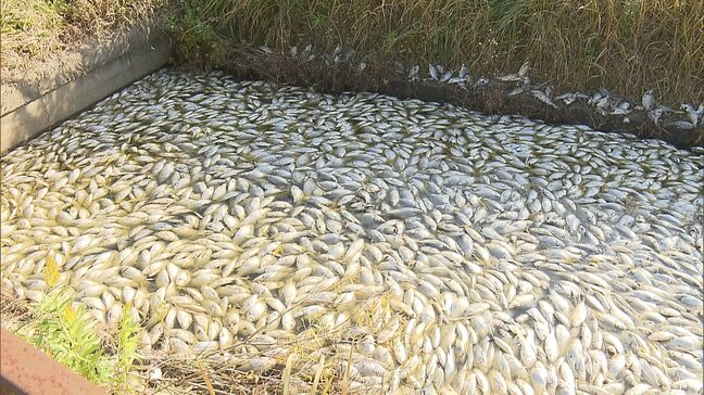 宮城県の「長沼」でヘラブナが大量死 数千匹に上るか|TBS NEWS DIG