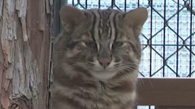 天然記念物はねた…GW中「ツシマヤマネコ」2匹交通事故死 ドライバーは罪に問われるのか?保護センターに聞いた【長崎・対馬】|TBS NEWS DIG