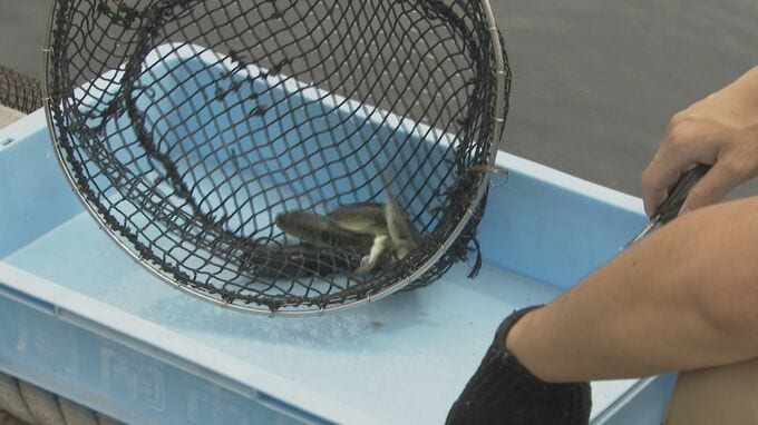 トラフグ稚魚3500匹の「歯切」作業！　脱走防ぐ職人技　山口・下松|TBS NEWS DIG