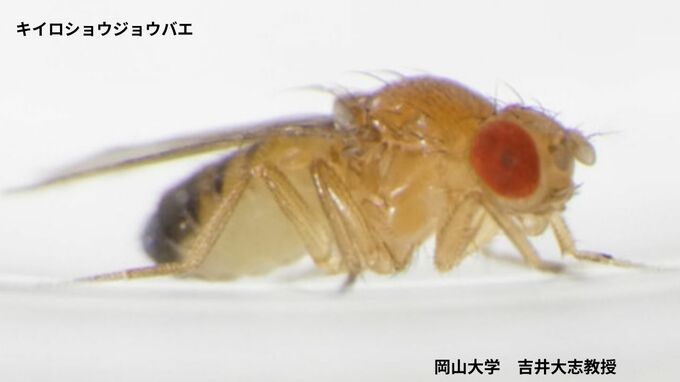 まわりの時間とズレると生き残れない？「せっかちなハエも、のんびりなハエも、世代を重ねるごとに徐々に集団の中から姿を消していった」体内時計のテンポが狂ったハエが教えてくれること【岡山大学】|TBS NEWS DIG