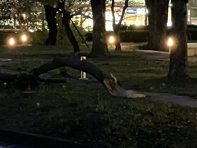 広島県庁前のけやきが倒れる　強風の影響か　けが人はなし　県南部では朝から強風注意報が発表|TBS NEWS DIG