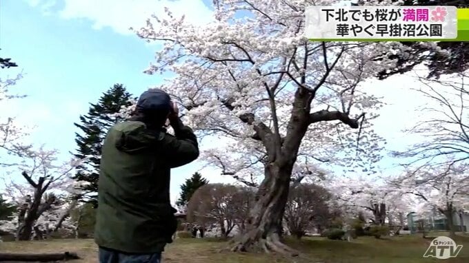 下北の桜も異例の早さで満開に・むつ市早掛沼公園|TBS NEWS DIG