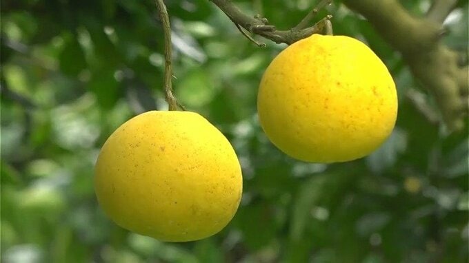 【旬のフルーツ・サワーポメロ】優しい甘み・爽やかな香り　いちき串木野市の特産品が最盛期|TBS NEWS DIG