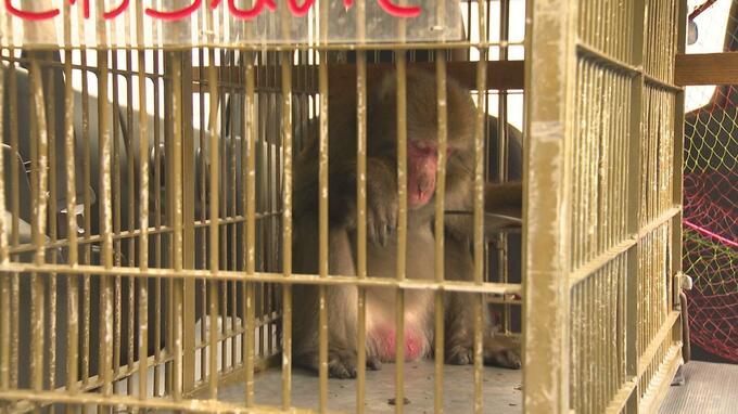 商業施設に出没したサル 11日朝 付近の住宅で捕獲される　　|　愛媛のニュース - Nスタえひめ｜あいテレビは6チャンネル
