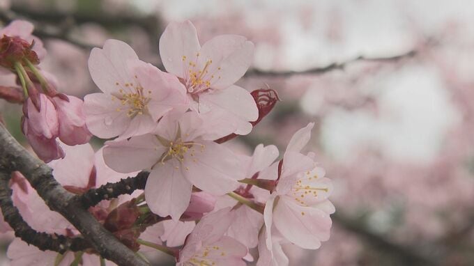 ”煙モクモク”はかつての春の風物詩　今年も札幌円山公園での花見の火気使用禁止　飲食や宴会は可能　期間中は仮設トイレ設置や警備員の巡回なども実施|TBS NEWS DIG