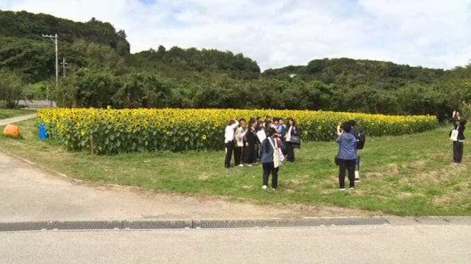 うるま市の浜比嘉島でヒマワリが満開|TBS NEWS DIG