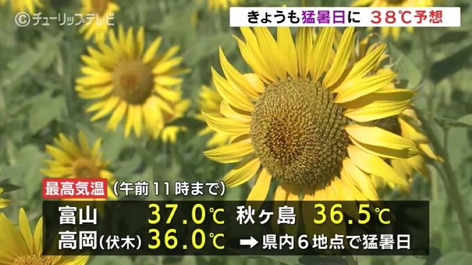 夏の花 ヒマワリ満開！訪れた人を楽しませる　10日連続の熱中症警戒アラート　富山|TBS NEWS DIG
