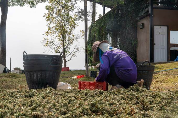 A woman collects dried cannabis flowers on the ground in a farm near Chiang Rai