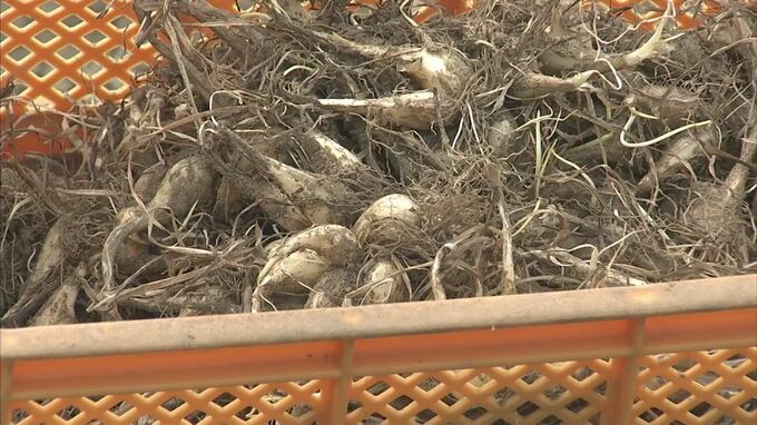 【台風６号】猛暑収まりほっと一息も…台風進路に気をもみながら「砂丘らっきょう」植え付け　|　BSSニュース | BSS山陰放送