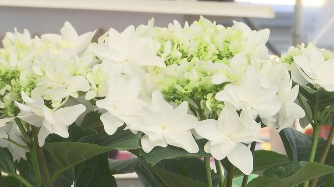 毎年数十種の新品種が誕生…最新アジサイ「月うさぎ」どんな花？　母の日にもオススメ、あなたの知らない“アジサイ”の世界　|　BSSニュース | BSS山陰放送