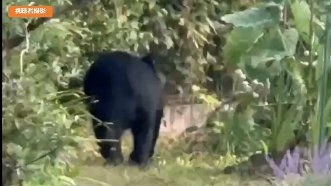【画像】つい先ほど、学校のグラウンドにクマ！中学生が発見　きのうは近くの民家でクマがノソノソと…市が注意を呼びかけ（山形・寒河江）|TBS NEWS DIG