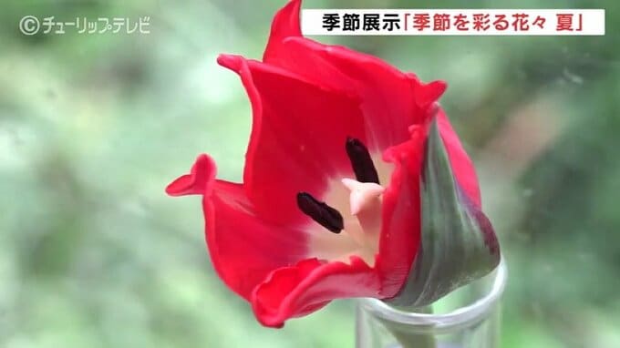 夏の花々とチューリップのコラボレーション　チューリップ四季彩館で季節展示始まる　富山・砺波市　|　富山のニュース｜天気・防災｜チューリップテレビ
