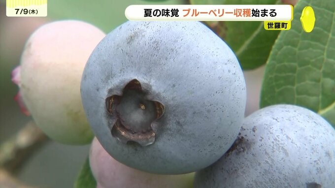 「やっぱり甘い」広島県世羅町の農園でブルーベリーの出荷始まる　来園者はブルーベリー狩りも楽しみ　|　RCC NEWS | 広島ニュース | RCC中国放送