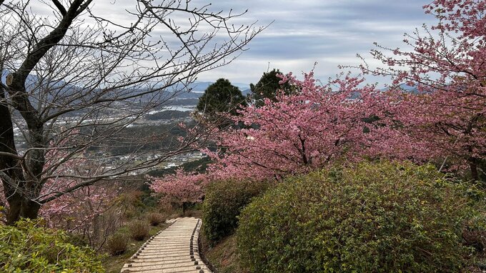 “桜の先に海広がる” 天草の桜スポット「十万山公園」で約180本の河津桜が見ごろ迎える　熊本　|　熊本のニュース｜RKK NEWS｜RKK熊本放送