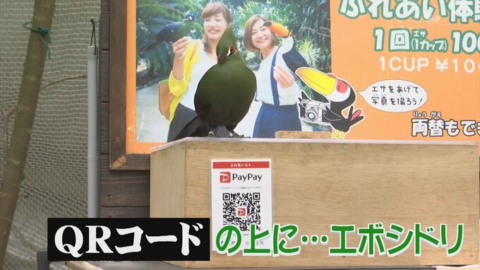 「電子マネーでエサを買ってもらえることを学習しました」エボシドリ、客のQRコード決済を待つ　|　BSSニュース | BSS山陰放送