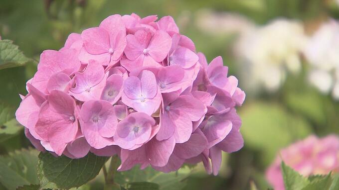 別名「七変化」3000種あるといわれるアジサイのヒミツ【市場で旬みっけ！】　|　福島のニュース│TUF