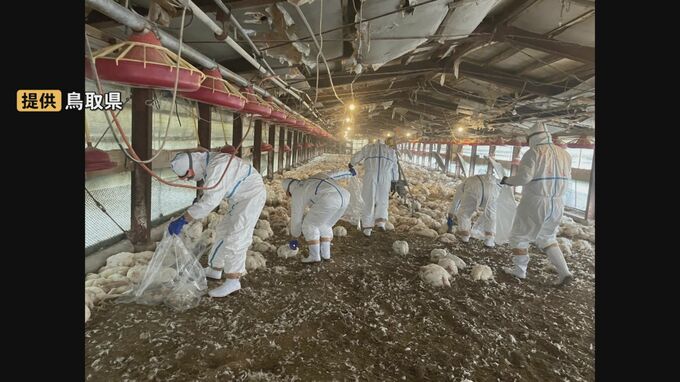 「遅い段階で通報があったということで、ウイルス量が相当進んでいる危険がある」食肉用の養鶏場で鳥インフルエンザ発生　7万5000羽殺処分　鳥取県米子市|TBS NEWS DIG