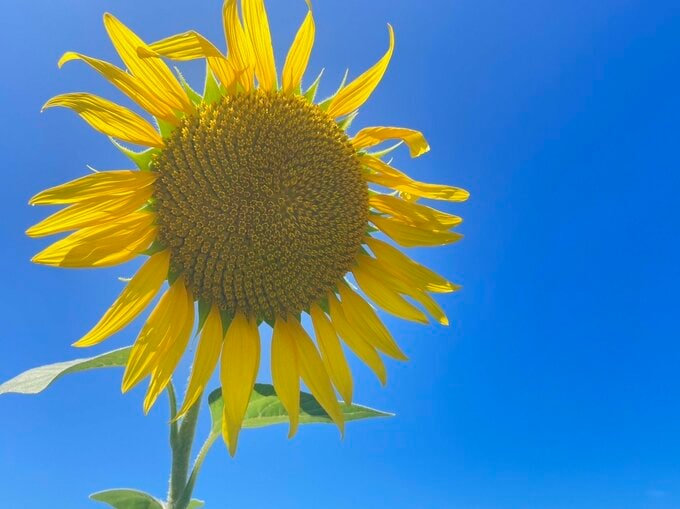 “耕作放棄地をヒマワリ畑に” 地元住民が育てた大輪の花が見頃迎える「20日頃まで楽しめそう」上越・板倉区|TBS NEWS DIG