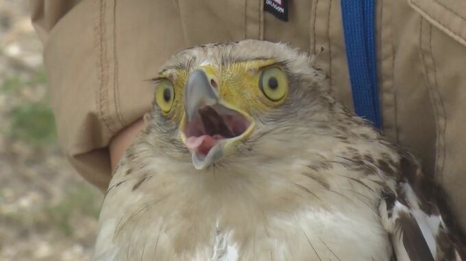 保護され回復　国の特別天然記念物「カンムリワシ」を放鳥|TBS NEWS DIG