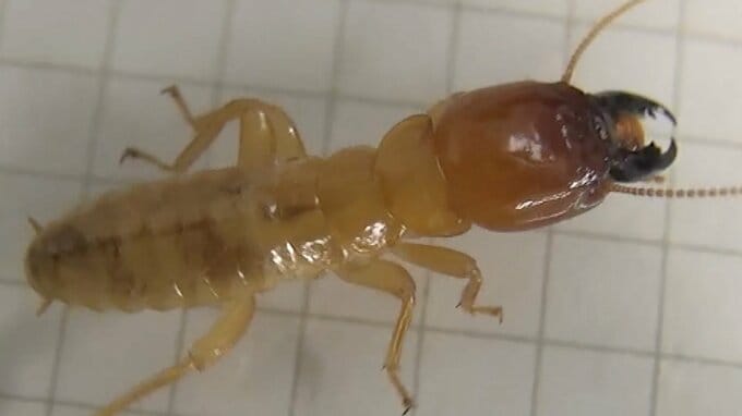 害虫駆除中に発見「新種の可能性高いシロアリ」⋯遺伝子を見たら「全然違う！」“害虫”イメージも研究者は期待「私たちの暮らしに役立つのでは」【シコクオオシロアリ】　|　高知のニュース・天気｜KUTV NEWS | KUTVテレビ高知