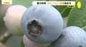 「やっぱり甘い」広島県世羅町の農園でブルーベリーの出荷始まる　来園者はブルーベリー狩りも楽しみ　|　RCC NEWS | 広島ニュース | RCC中国放送