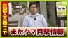 京都の日本三景・天橋立でまた…相次ぐクマの目撃情報　山に出たクマには猟銃撃てるが…市街地・観光地では難しい？「年間約300万人」観光の客足への影響は【中継】　|　MBSニュース | 関西の最新ニュースを分かりやすく。