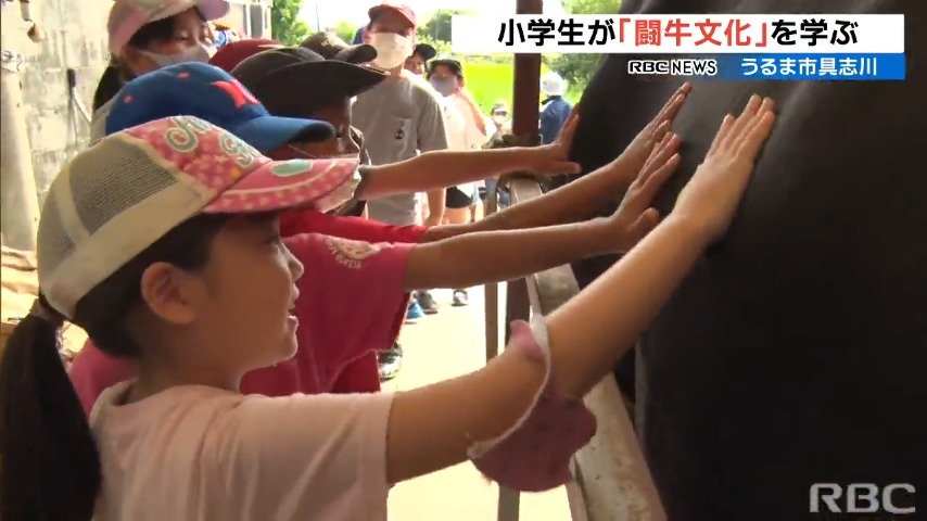 重量級の迫力に驚き 地元の闘牛文化を子どもたちが学ぶ 沖縄 Rbc News トップページ Rbc 琉球放送