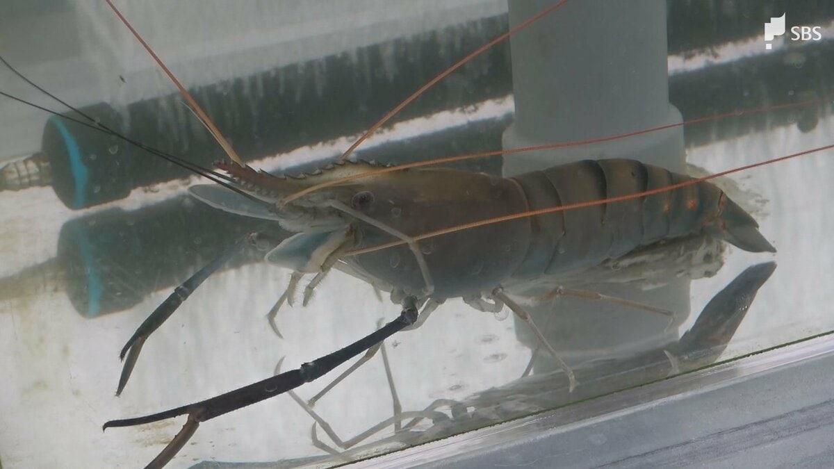 オニテナガエビ(豊後テナガエビ)観賞用２０２５年生まれ 虜になるほど美味しい
