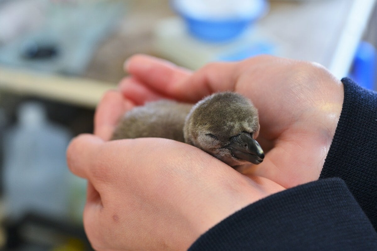 ペンギンの赤ちゃん2羽 生まれた！展示デビューは6月中旬 魚津水族館で