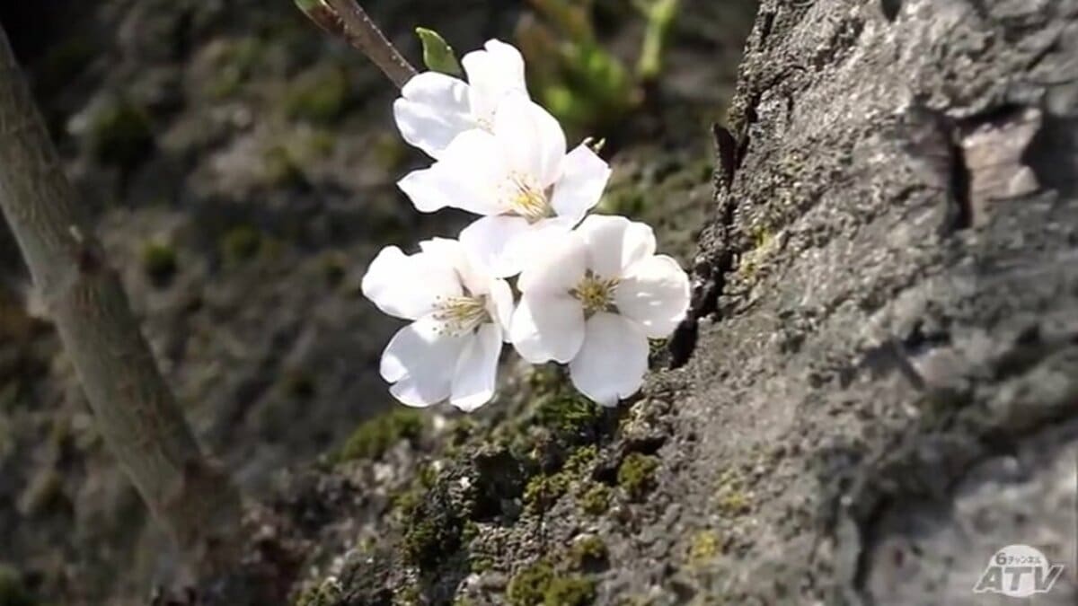 青森県内各地から“春の便り” 青森市と八戸市で「胴吹き桜」ほころび