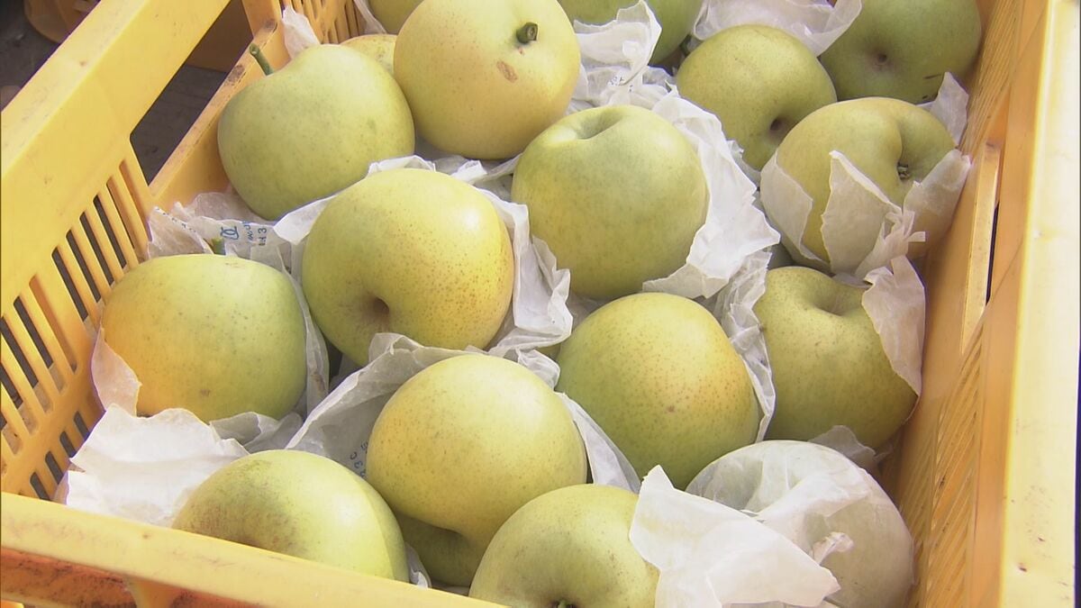 さっぱりした甘みが特徴の梨「なつしずく」の収穫始まる | TBS NEWS DIG
