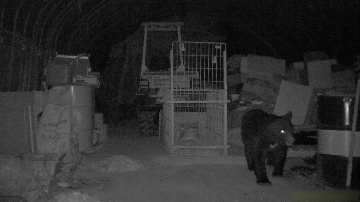 ｢米ぬか｣の味を覚えて繰り返し訪れたクマ  捕獲されたのは体長142センチ体重130キロのオスのツキノワグマ  岐阜･中津川市では男子高校生が襲われる被害も 警戒いつまで？