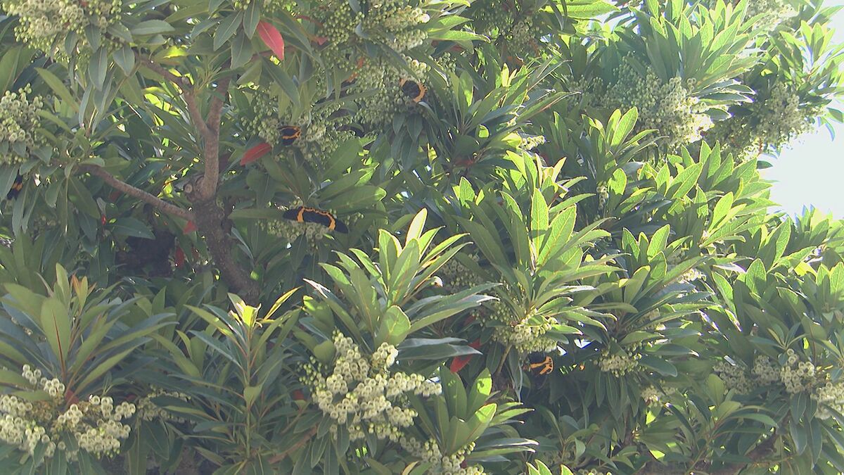 「黒いチョウ」大分市で大量発生…その正体とは　市は注意喚起、幼虫の駆除呼びかけ
