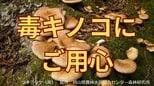 「毒キノコを食べたらどうなる?」本当に危険なキノコは6〜24時間たってから症状が出始める「初期症状は?」|TBS NEWS DIG