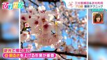桜は“逆光”で撮る?「逆さスマホ」「はさみ撮り」スマホで桜を上手に撮る方法【ひるおび】|TBS NEWS DIG