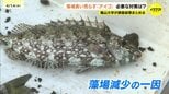 藻場荒らすアイゴ　やはり海藻食べていた　福山大学の調査で裏付け　５月の出現にあわせ駆除を　研究者指摘　広島県|TBS NEWS DIG
