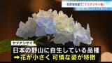 梅雨を前に涼やかに咲く約70鉢　「ヤマアジサイ展」お気に入りを探す楽しみも⋯　|　高知のニュース・天気｜KUTV NEWS | KUTVテレビ高知