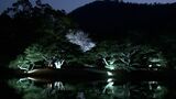 夜の闇に浮かびあがるソメイヨシノやエドヒガン 栗林公園で春のライトアップの試験点灯【香川】|TBS NEWS DIG